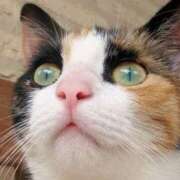 ヒメ日記 2026/02/24 21:16 投稿 桃／もも 五反田アネージュ（ユメオト）