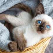 ヒメ日記 2026/02/26 09:42 投稿 桃／もも 五反田アネージュ（ユメオト）