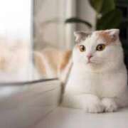 桃／もも 本指名ありがとうございました💕 五反田アネージュ（ユメオト）