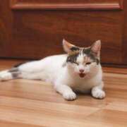 ヒメ日記 2026/03/04 16:56 投稿 桃／もも 五反田アネージュ（ユメオト）