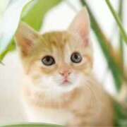 ヒメ日記 2026/03/12 13:35 投稿 桃／もも 五反田アネージュ（ユメオト）