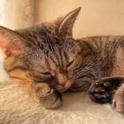 ヒメ日記 2026/03/15 10:26 投稿 桃／もも 五反田アネージュ（ユメオト）