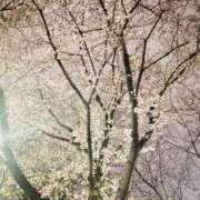 ヒメ日記 2026/03/30 23:47 投稿 沢宮(さわみや) 人妻出逢い会 百合の園 山の手本店