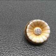 ヒメ日記 2026/02/19 01:18 投稿 内田ももこ 五十路マダム静岡店（カサブランカG）