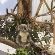 ヒメ日記 2026/02/24 23:12 投稿 矢田 里美 こあくまな熟女たち 静岡店（KOAKUMAグループ）