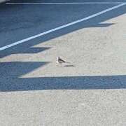 ヒメ日記 2026/02/19 11:02 投稿 くろえ 熟女の風俗最終章 本厚木店