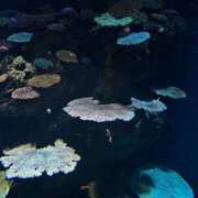 ヒメ日記 2026/02/01 01:48 投稿 イト 沖縄素人図鑑