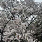 ヒメ日記 2026/04/05 20:35 投稿 ひな PINK ROOM（ピンクルーム）