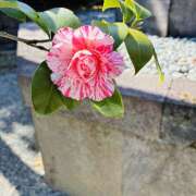 ヒメ日記 2026/03/07 09:46 投稿 大原 HERMINE-エルミネ-