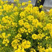 大原 おやすみなさい🥰 HERMINE-エルミネ-