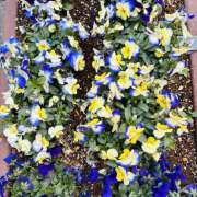 ヒメ日記 2026/03/15 08:26 投稿 大原 HERMINE-エルミネ-