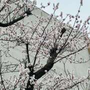 ヒメ日記 2026/03/17 08:41 投稿 大原 HERMINE-エルミネ-