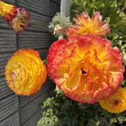 ヒメ日記 2026/03/18 08:36 投稿 大原 HERMINE-エルミネ-