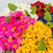 ヒメ日記 2026/03/20 20:30 投稿 大原 HERMINE-エルミネ-