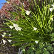 ヒメ日記 2026/03/21 09:24 投稿 大原 HERMINE-エルミネ-