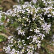 ヒメ日記 2026/03/24 08:26 投稿 大原 HERMINE-エルミネ-