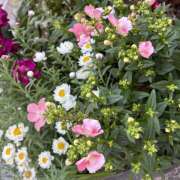 ヒメ日記 2026/03/25 08:14 投稿 大原 HERMINE-エルミネ-