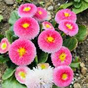 ヒメ日記 2026/03/26 08:20 投稿 大原 HERMINE-エルミネ-