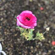 ヒメ日記 2026/03/27 09:13 投稿 大原 HERMINE-エルミネ-