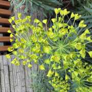 ヒメ日記 2026/03/31 07:50 投稿 大原 HERMINE-エルミネ-