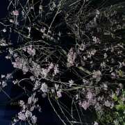 ヒメ日記 2026/04/04 10:14 投稿 大原 HERMINE-エルミネ-