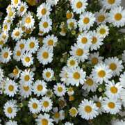 ヒメ日記 2026/04/06 11:41 投稿 大原 HERMINE-エルミネ-