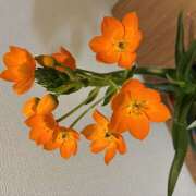 ヒメ日記 2026/04/06 22:32 投稿 大原 HERMINE-エルミネ-