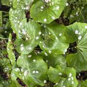 ヒメ日記 2026/04/07 08:01 投稿 大原 HERMINE-エルミネ-