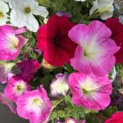 ヒメ日記 2026/04/09 08:33 投稿 大原 HERMINE-エルミネ-