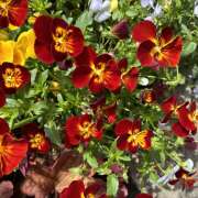 ヒメ日記 2026/04/10 07:50 投稿 大原 HERMINE-エルミネ-