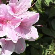 ヒメ日記 2026/04/13 08:40 投稿 大原 HERMINE-エルミネ-