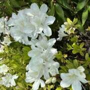 ヒメ日記 2026/04/15 15:20 投稿 大原 HERMINE-エルミネ-