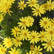 ヒメ日記 2026/04/17 08:06 投稿 大原 HERMINE-エルミネ-