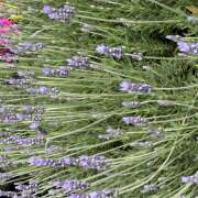 ヒメ日記 2026/04/18 20:39 投稿 大原 HERMINE-エルミネ-