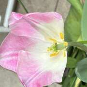 ヒメ日記 2026/04/19 08:02 投稿 大原 HERMINE-エルミネ-