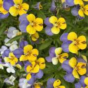 ヒメ日記 2026/04/20 08:01 投稿 大原 HERMINE-エルミネ-