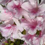 ヒメ日記 2026/04/21 07:54 投稿 大原 HERMINE-エルミネ-