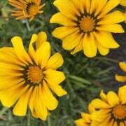 ヒメ日記 2026/04/22 07:47 投稿 大原 HERMINE-エルミネ-