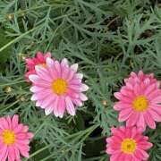 ヒメ日記 2026/04/23 08:06 投稿 大原 HERMINE-エルミネ-