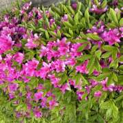 ヒメ日記 2026/04/24 07:53 投稿 大原 HERMINE-エルミネ-