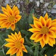 ヒメ日記 2026/04/26 09:38 投稿 大原 HERMINE-エルミネ-