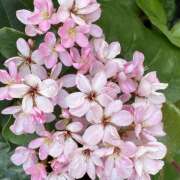 ヒメ日記 2026/04/27 08:00 投稿 大原 HERMINE-エルミネ-