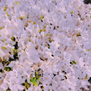 ヒメ日記 2026/04/29 10:23 投稿 大原 HERMINE-エルミネ-