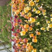 ヒメ日記 2026/05/09 13:00 投稿 大原 HERMINE-エルミネ-
