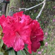 ヒメ日記 2026/05/10 07:58 投稿 大原 HERMINE-エルミネ-