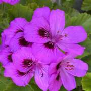 ヒメ日記 2026/05/11 08:46 投稿 大原 HERMINE-エルミネ-