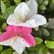 ヒメ日記 2026/05/13 08:01 投稿 大原 HERMINE-エルミネ-