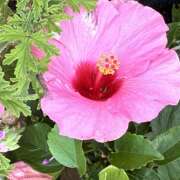 ヒメ日記 2026/05/14 07:54 投稿 大原 HERMINE-エルミネ-