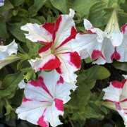 ヒメ日記 2026/05/15 08:09 投稿 大原 HERMINE-エルミネ-