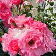 ヒメ日記 2026/05/16 08:39 投稿 大原 HERMINE-エルミネ-